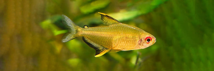 Lemon Tetra