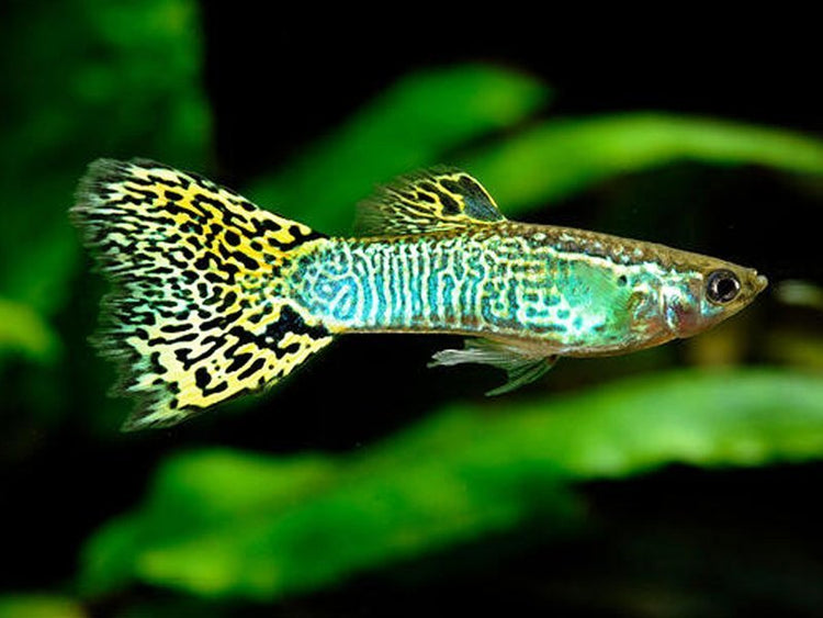 Green Cobra Delta Guppy Male