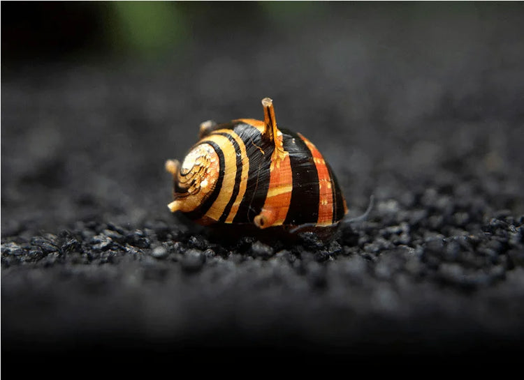 Horned Nerite Snail