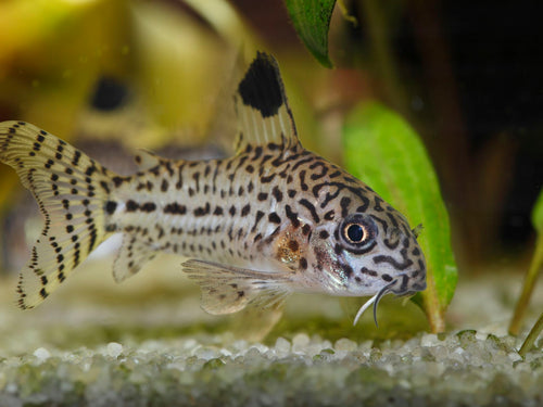 Julii Corydoras Tank Raised