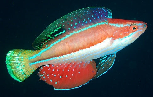 Eight Line Fairy Wrasse Red Sea - Medium product photo 1
