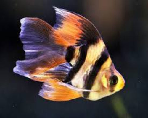 Longfin Tiger Barb