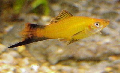 Marigold Swordtail