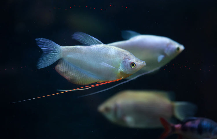 Moonlight Gourami