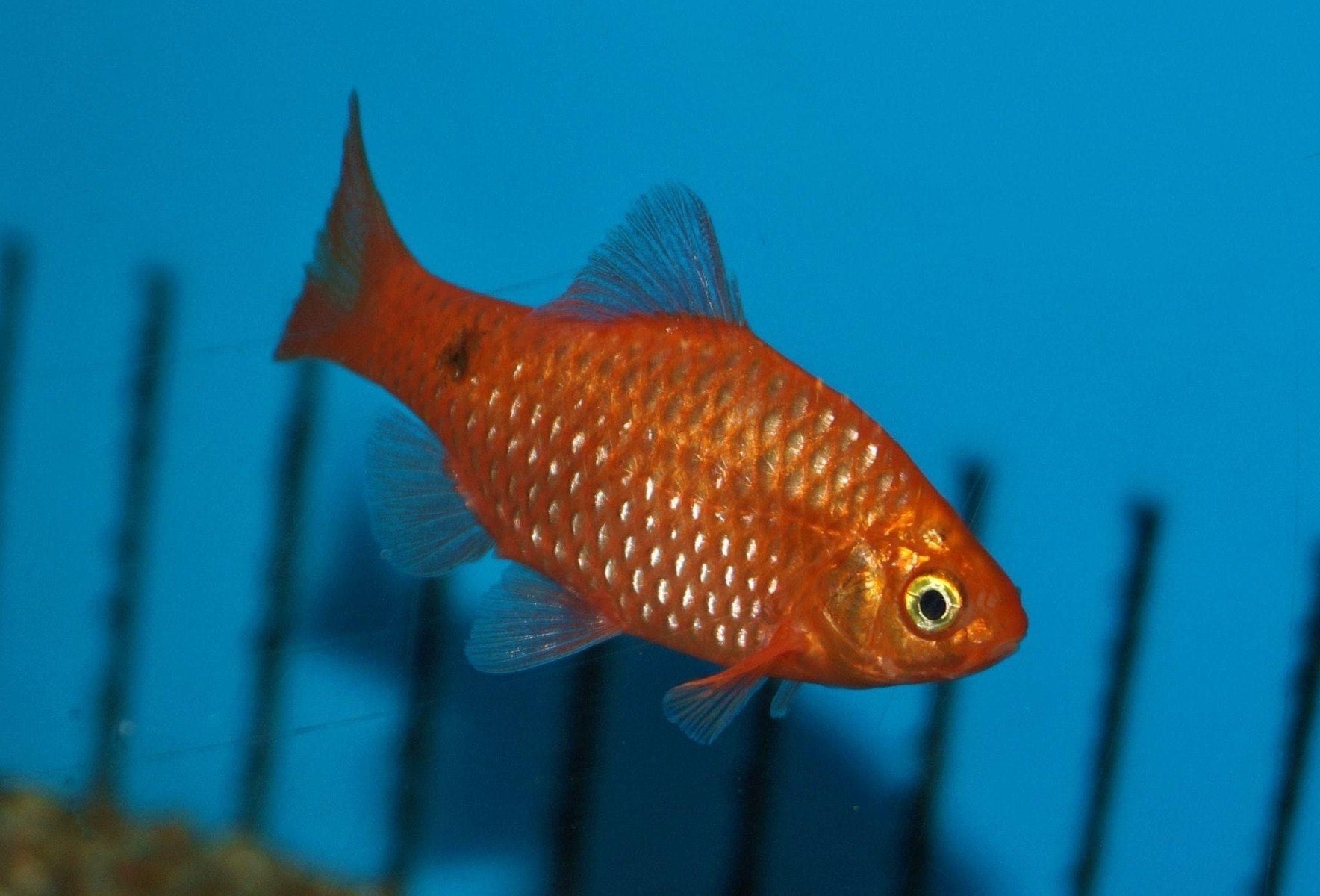 Neon Rosy Barb