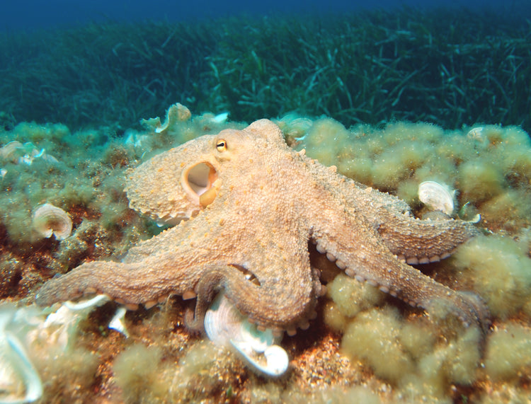 Prickly Octopus product photo 1