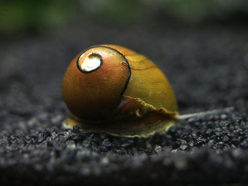 Olive Nerite Snail