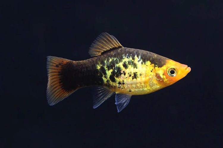 Painted Platy