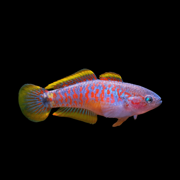 Peacock Gudgeon Floridaa