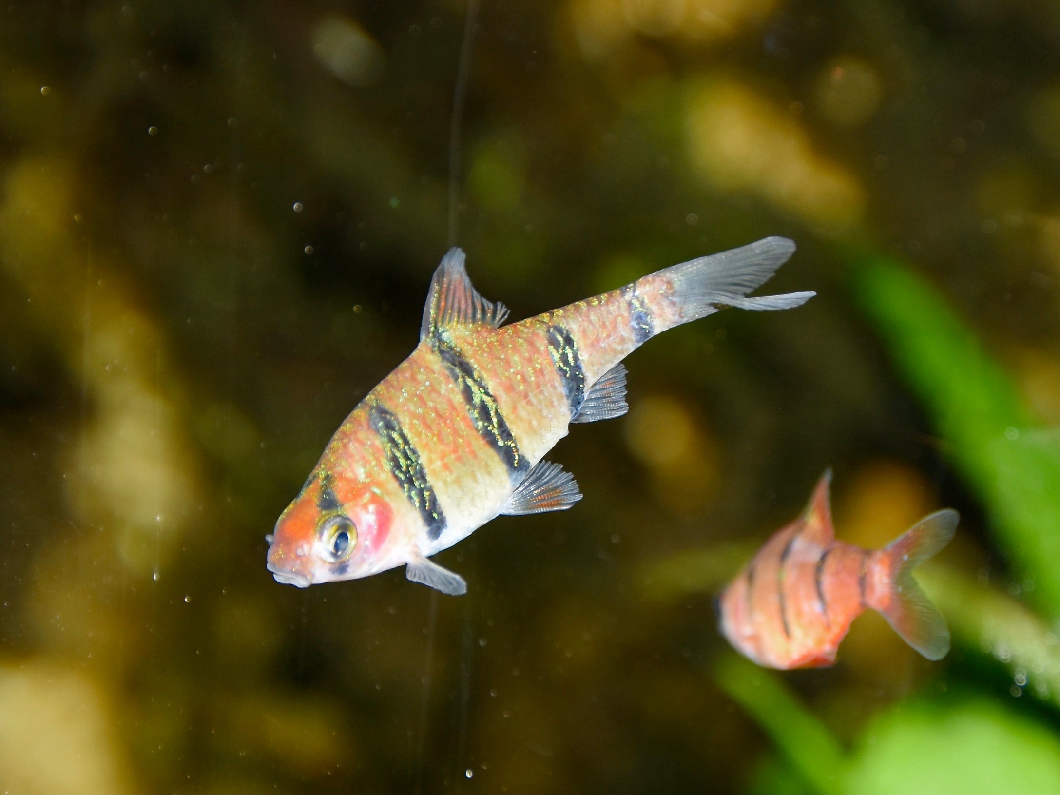 Pentazona Barb