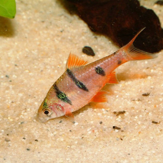 Pentazona Barb