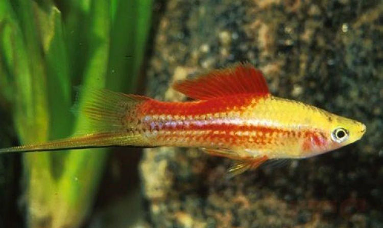 Pineapple Candy Swordtail