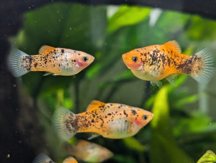 Redtail Dalmatian Platy