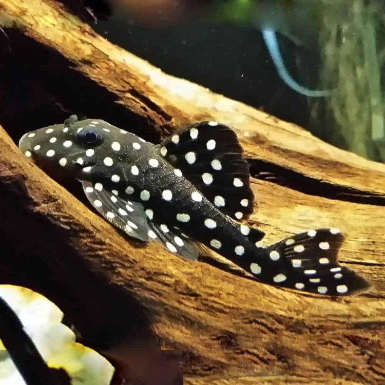 Polka Dot Pleco L201