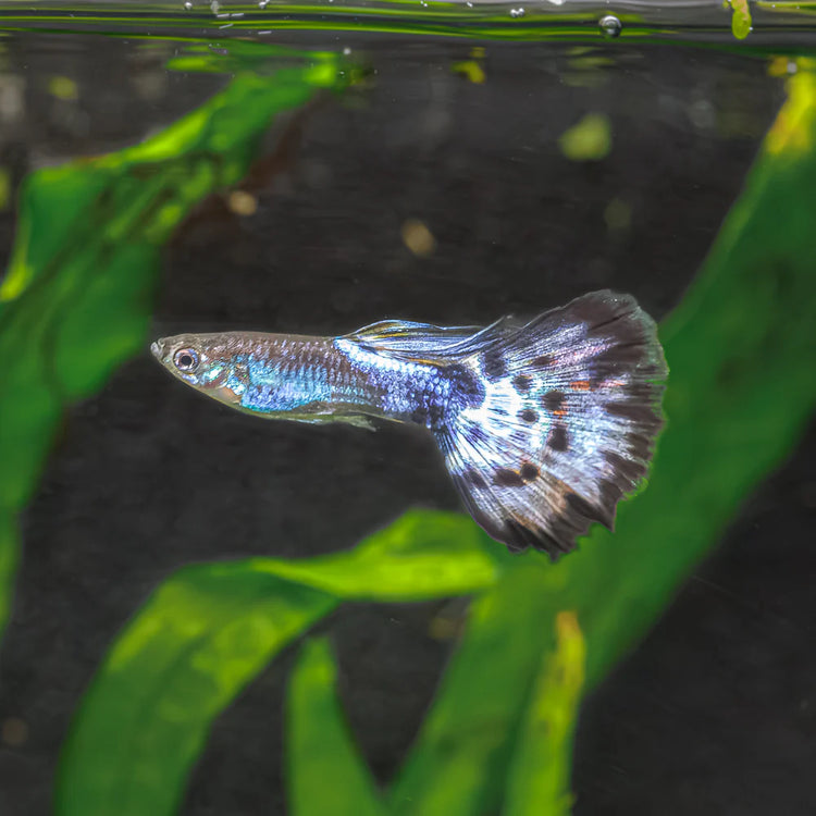 Purple Varigated Dumbo Male Guppy