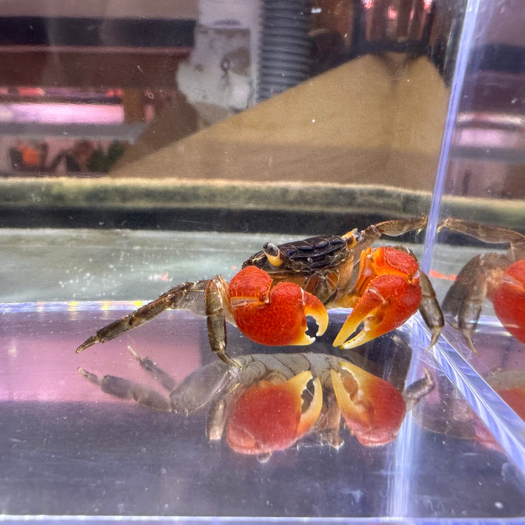 Red Claw Crab
