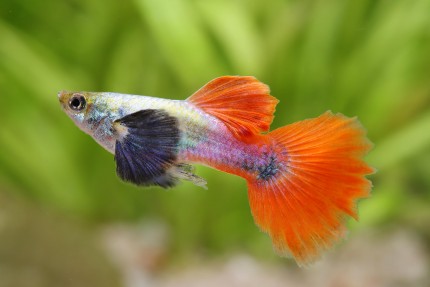 Red Varigated Dumbo Guppy Male