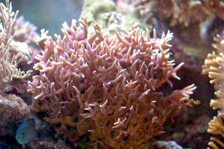 Burning Banana Stylophora Coral - Frag product photo 3