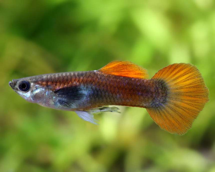 Silver Tux Dumbo Male Guppy