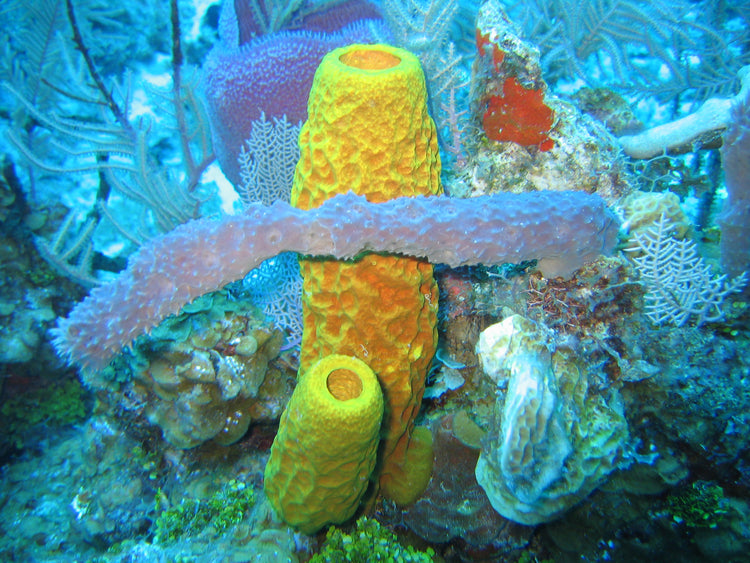 Electric Flame Scallop - Medium product photo 1
