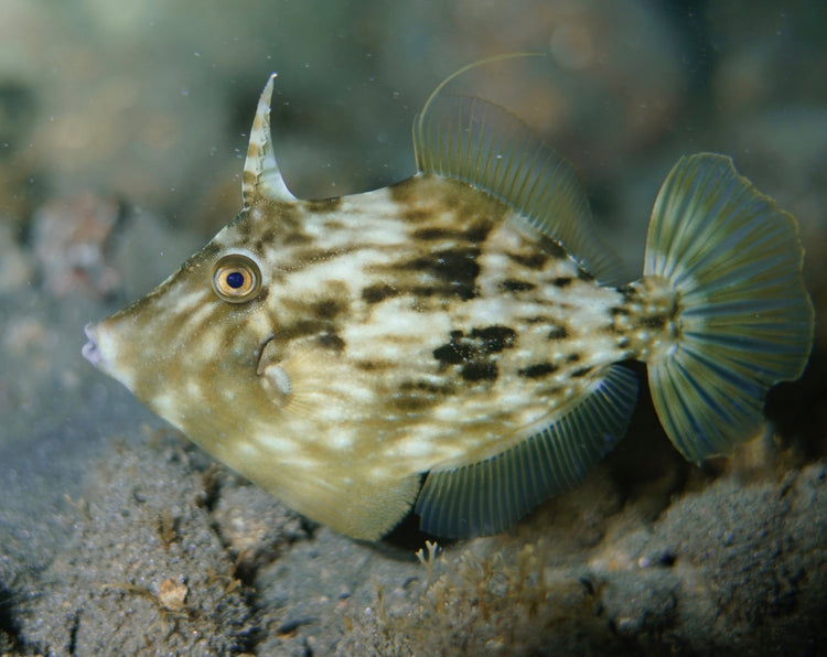 Atlantic Filefish - Medium product photo 1