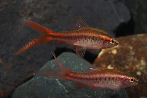 Veiltail Cherry Barb