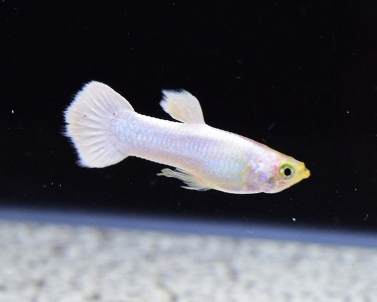 White Moscow Guppy Male