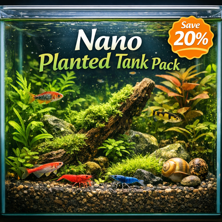 Nano Planted Tank Bundle