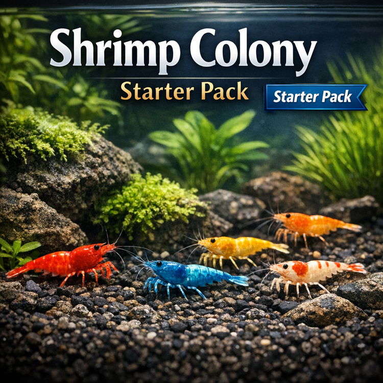 Shrimp Colony Starter Pack