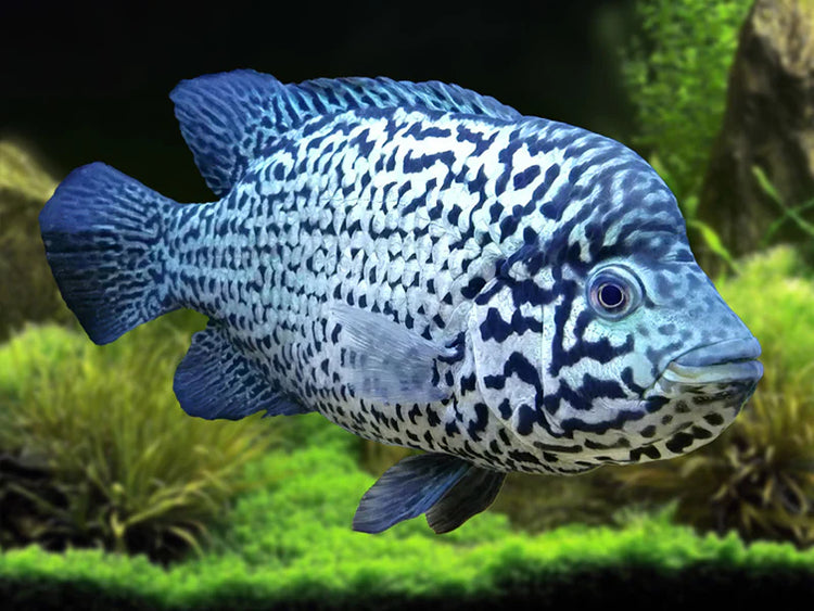 Cuban Cichlid