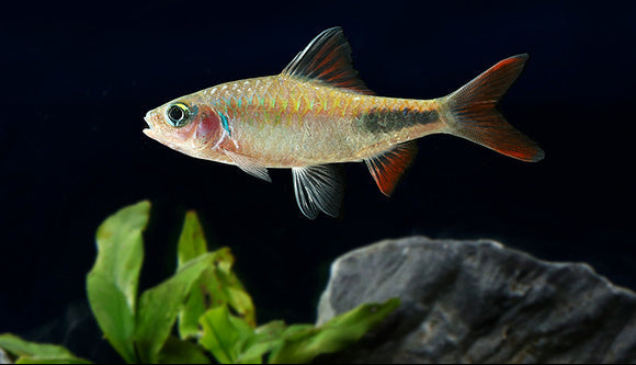 Rohan's Tear-Spot Barb