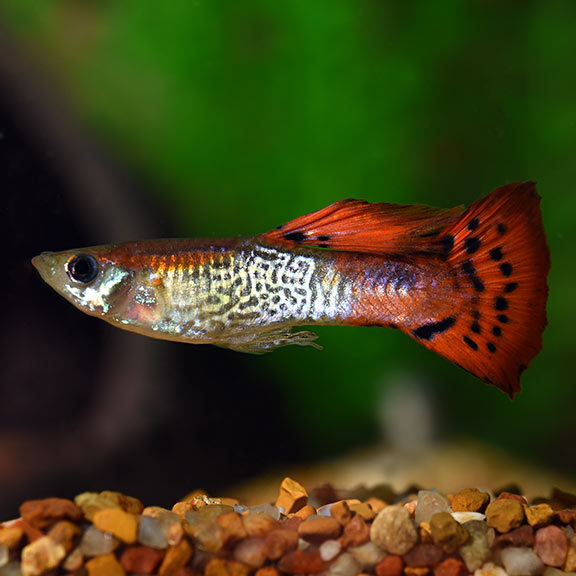Red Cobra Delta Guppy Male