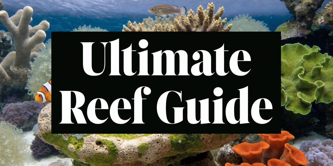 30 Gallon Saltwater Aquarium: The Ultimate 2026 Guide