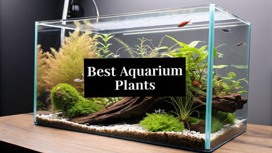7 Best Aquarium Plants for Sale Online (2026 Guide)