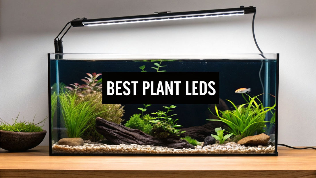 Best Aquarium Lighting for Plants: Top 12 LEDs for 2026
