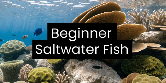 7 Best Beginner Saltwater Fish for a Thriving Tank