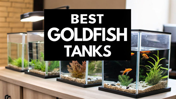 The 12 Best Fish Tank for Goldfish Options in 2026 – Blueripple Aquatics