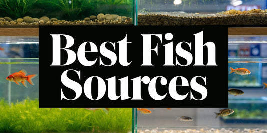 Best Place to Buy Aquarium Fish | 2026 Guide