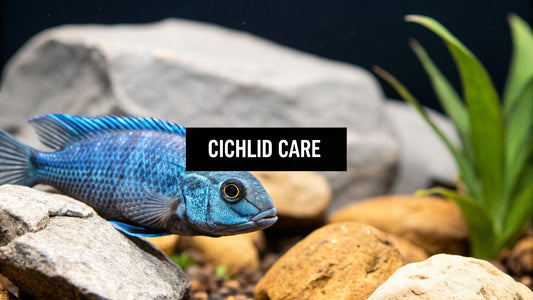 Blue African Cichlid Care: Complete Guide 2026