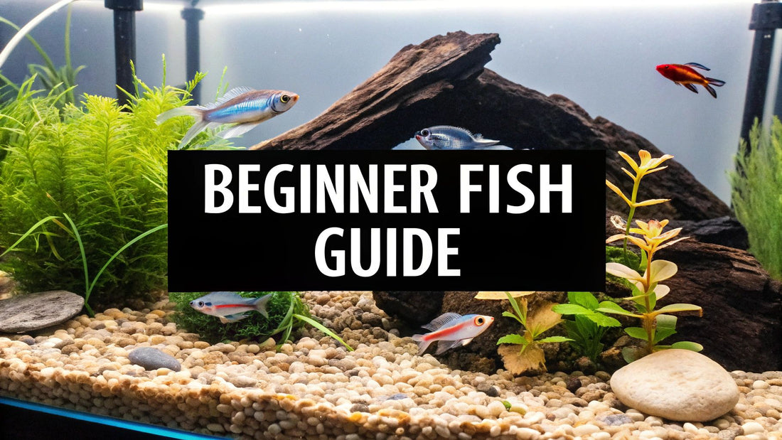 7 Best Aquarium Fish for Beginners in 2025