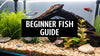 7 Best Aquarium Fish for Beginners in 2025