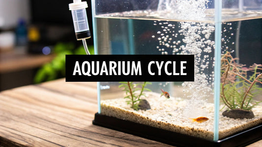 How to Cycle a New Aquarium the Right Way