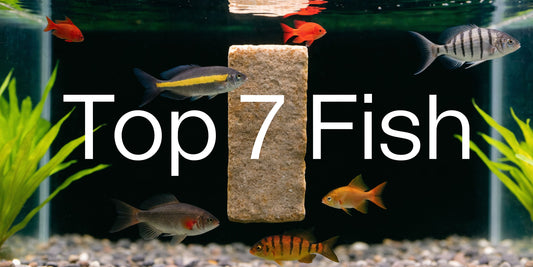 Best Freshwater Fish for Beginners: Top 7 Species