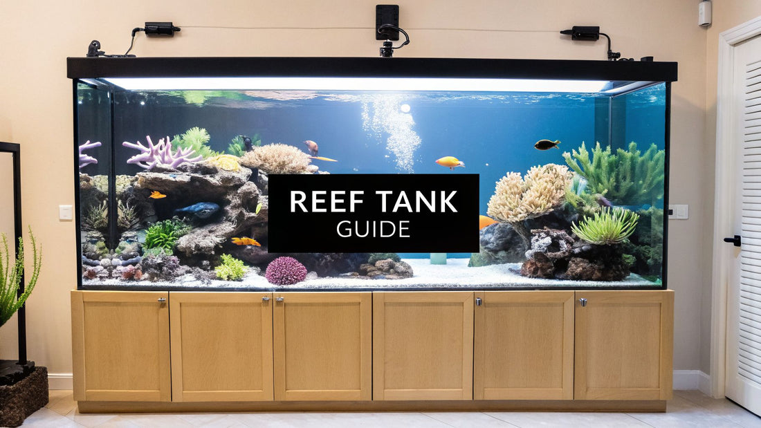 How to Start a Reef Tank A Practical Beginner's Guide