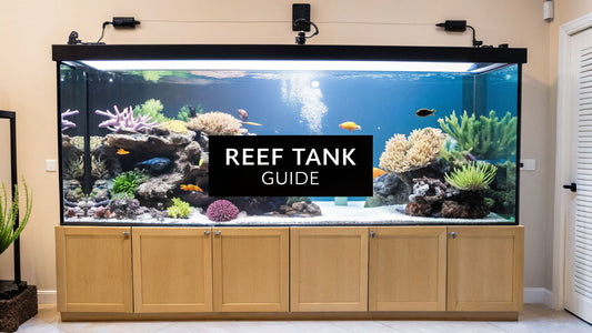How to Start a Reef Tank A Practical Beginner's Guide