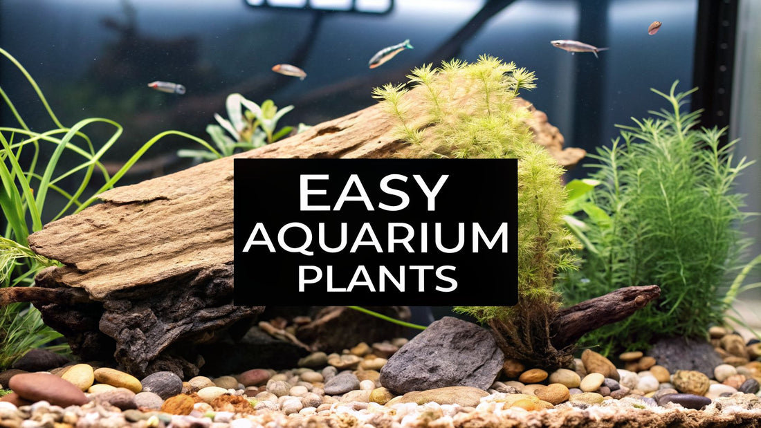 7 Best Low Maintenance Aquarium Plants for a Thriving Tank in 2026