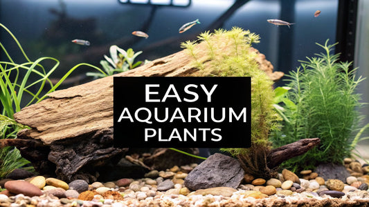 7 Best Low Maintenance Aquarium Plants for a Thriving Tank in 2026