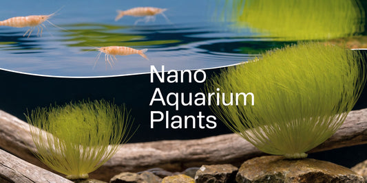Nano Aquarium Plants: A Complete Beginner's Guide