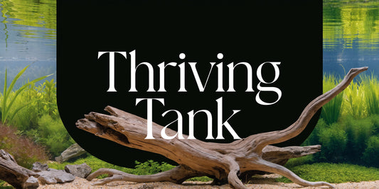 Setting Up a Planted Aquarium: Your First Thriving Tank