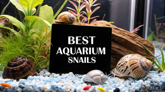 Top 10 Types of Aquarium Snails for a Thriving Tank in 2026